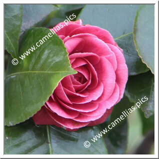 Camellia Japonica 'Metallica'