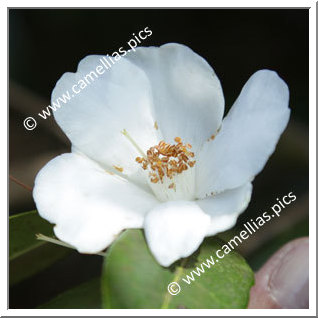 Camellia Hybrid 'Michael'