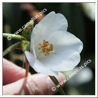 Camellia Hybride 'Michael'