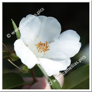 Camellia Hybride 'Michael'