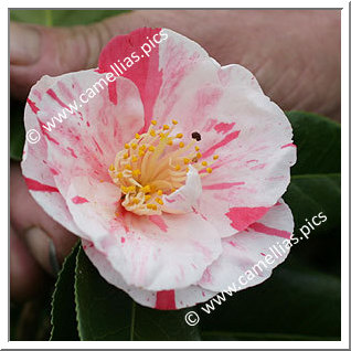 Camellia Japonica 'Michel Lis'