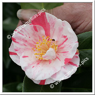 Camellia Japonica 'Michel Lis'