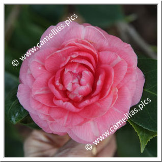 Camellia Japonica 'Middlemist's Red'