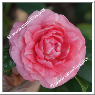 Camellia Japonica 'Middlemist's Red'