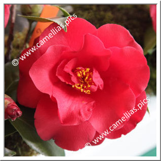 Camellia Japonica 'Midnight'