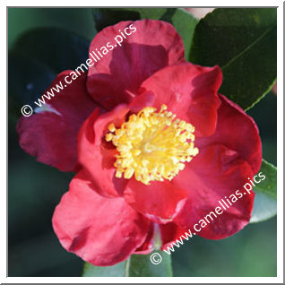 Camellia Sasanqua 'Midnight Lover'