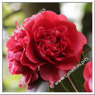 Camellia Japonica 'Midnight Magic'