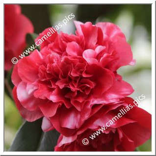 Camellia Japonica 'Midnight Magic'