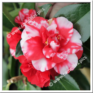 Camellia Japonica 'Midnight Variegated'