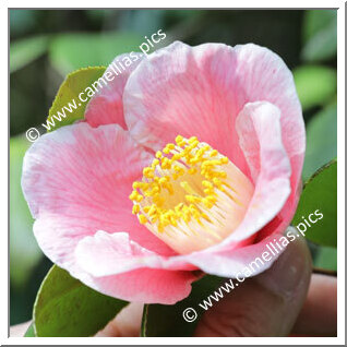 Camellia Japonica 'Mikasa-no-tsuki'