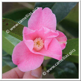 Camellia Wabisuke 'Mikawa-sukiya'