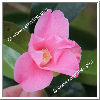 Camellia Wabisuke 'Mikawa-sukiya'