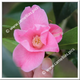 Camellia Wabisuke 'Mikawa-sukiya'