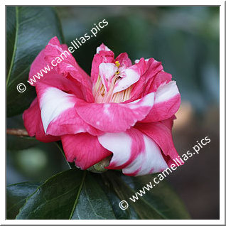 Camellia Japonica 'Mikenjaku'