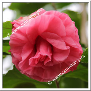 Camellia Hybrid 'Mikio'