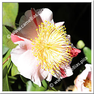 Camellia Camellia Japonica de Higo 'Mikuni-no-homare'
