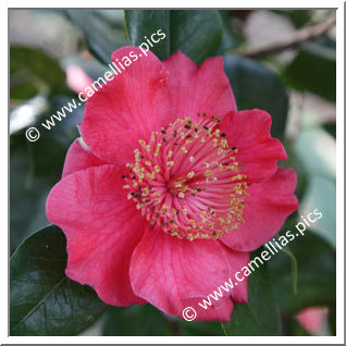 Camellia Japonica 'Mikuni-no-homare Red'