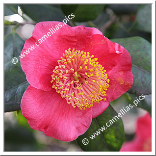 Camellia Japonica 'Mikuni-no-homare Red'