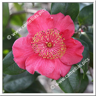 Camellia Japonica 'Mikuni-no-homare Red'