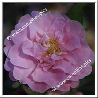 Camellia Hybride C.x williamsii 'Mildred Veitch'