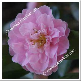 Camellia Hybride C.x williamsii 'Mildred Veitch'