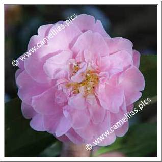Camellia Hybride C.x williamsii 'Mildred Veitch'