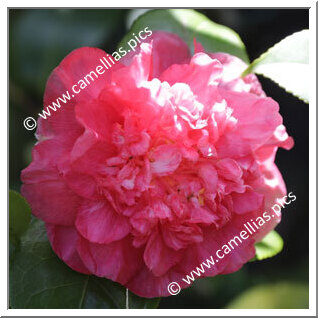 Camellia Japonica 'Mile-Endi '