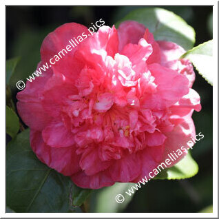 Camellia Japonica 'Mile-Endi '
