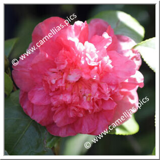 Camellia Japonica 'Mile-Endi '