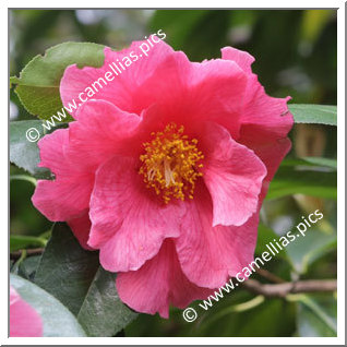 Camellia Hybrid 'Milo Rowell'