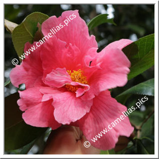 Camellia Hybride 'Milo Rowell'