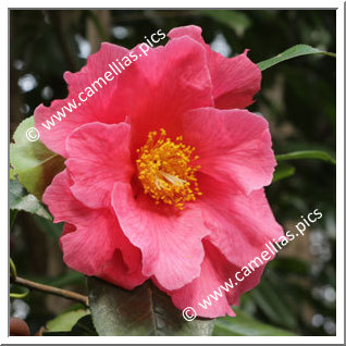 Camellia Hybrid 'Milo Rowell'