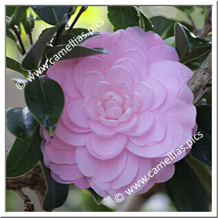 Camellia Hybride C.x williamsii 'Mimosa Jury'