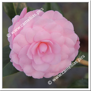 Camellia Hybrid C.x williamsii 'Mimosa Jury'