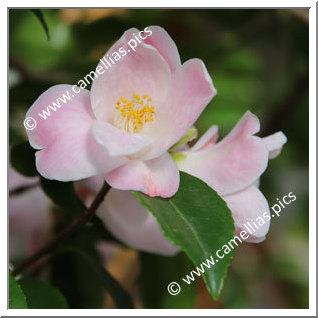 Camellia Hybrid 'Minato-no-akebono'