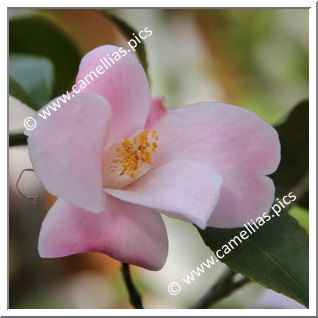 Camellia Hybride 'Minato-no-akebono'