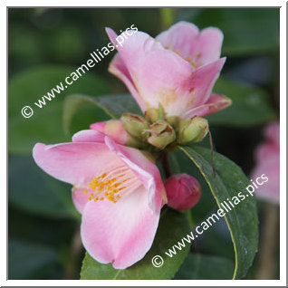 Camellia Hybride 'Minato-no-akebono'