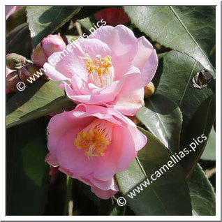 Camellia Hybrid 'Minato-no-hana'