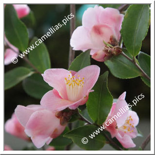Camellia Hybrid 'Minato-no-haru'