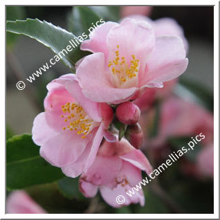 Camellia Hybrid 'Minato-no-haru'