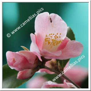 Camellia Hybride 'Minato-no-haru'