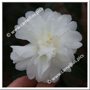 Camellia Sasanqua 'Mine-no-yuki'