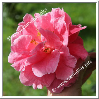 Camellia Reticulata 'Ming Temple'