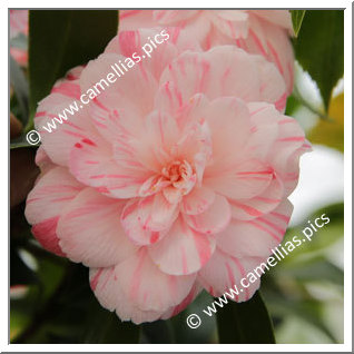 Camellia Hybrid C.x williamsii 'Mini Mint '