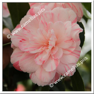 Camellia Hybride C.x williamsii 'Mini Mint '