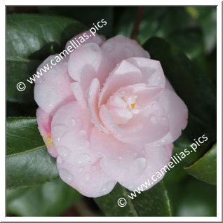 Camellia Japonica 'Mini Pink '