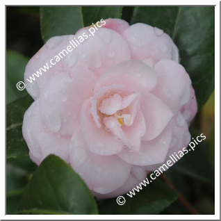 Camellia Japonica 'Mini Pink '