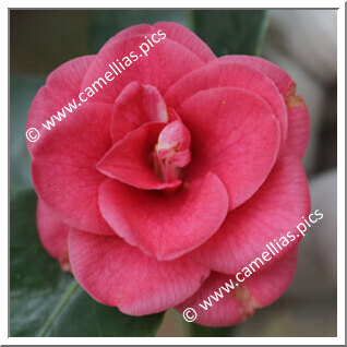 Camellia Japonica 'Minima'