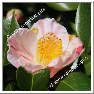 Camellia Japonica 'Minô-no-haru'