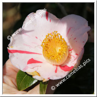 Camellia Japonica 'Minô-no-haru'